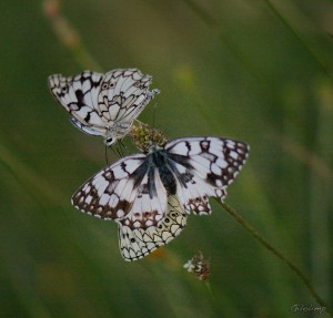 melanargia1