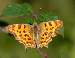 Polygonia c-album