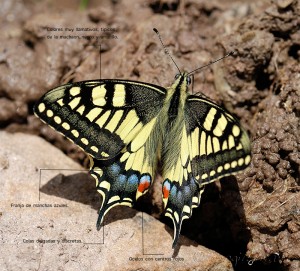 papilio