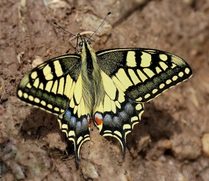 Papilio machaón.