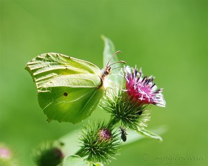 Gonepteryx