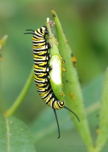 Oruga danaus plexipus.