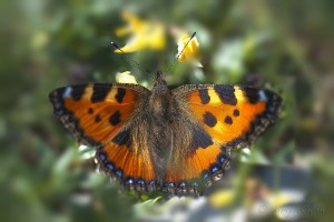 Urticae.