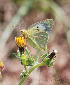 Alfacariensis
