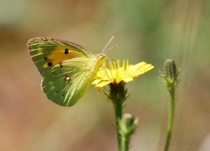 colias