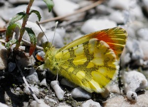 Anthocharis Belia .